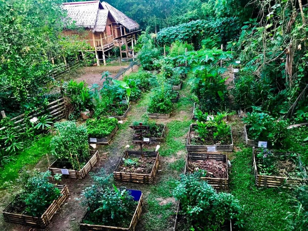 kebun sara diri organik pertama di kelantan mesra alam bebas racun kebun min house camp